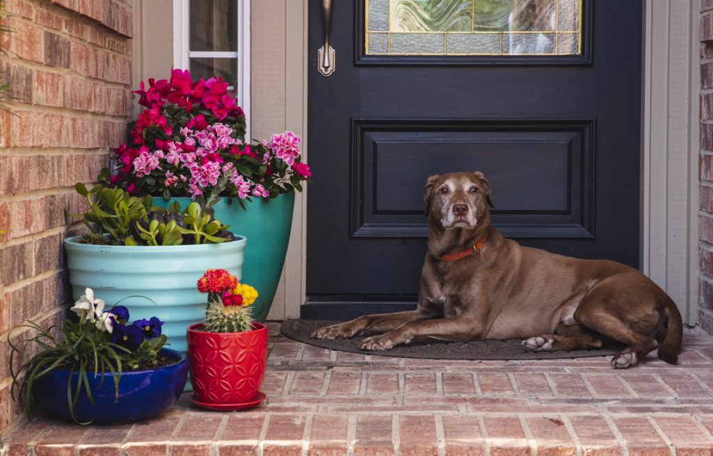 Dog sitting on a front porch.